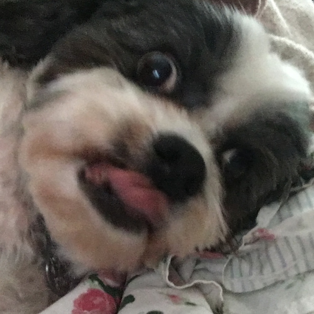 Meet your Posher, Sophie